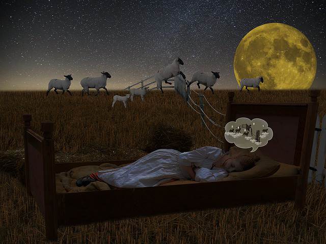 sleeping peacefully with sheep in background