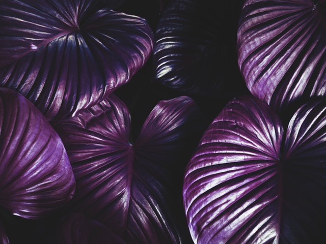 violet leaves