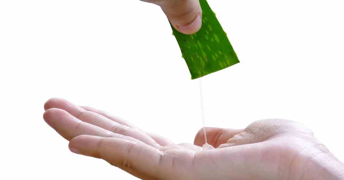 aloe vera leaf juice on hand